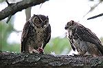 Owls at Supper - Ocean Pines Maryland