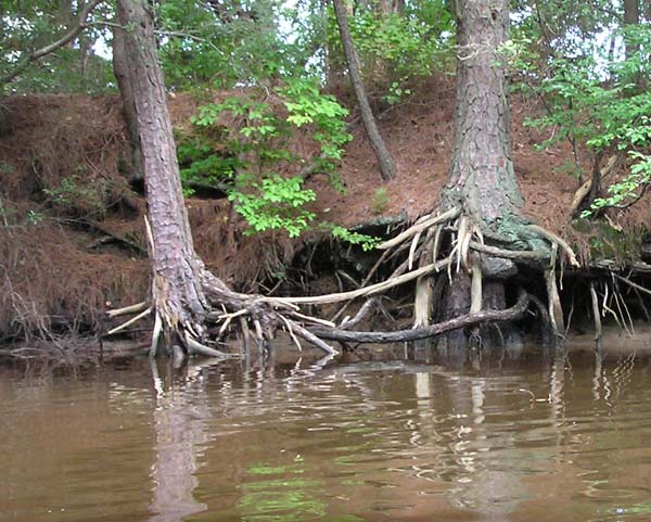 Romantic Trees Holding Hands