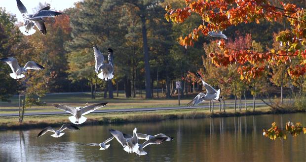 Birds in Flight