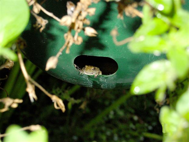 Home in a Flowerpot