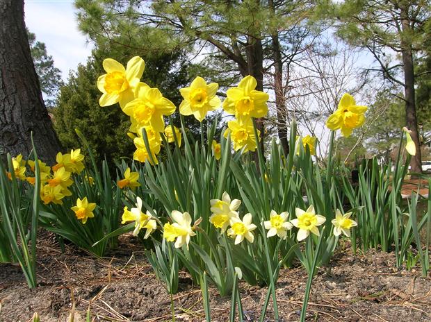 Spring on Lookout Point