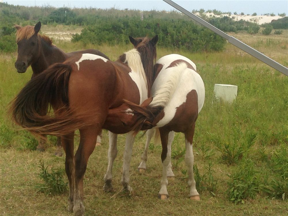 Assateague Ponies