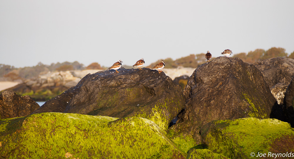 Birds at South Jetty