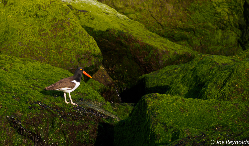 Oystercatcher