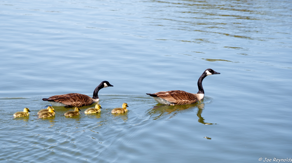 Geese Family