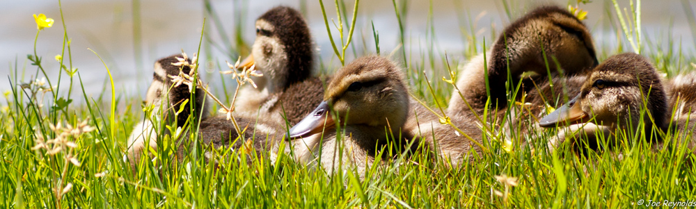 Ducklings