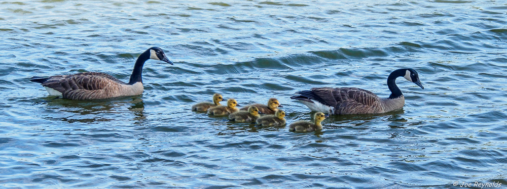 Goose Family