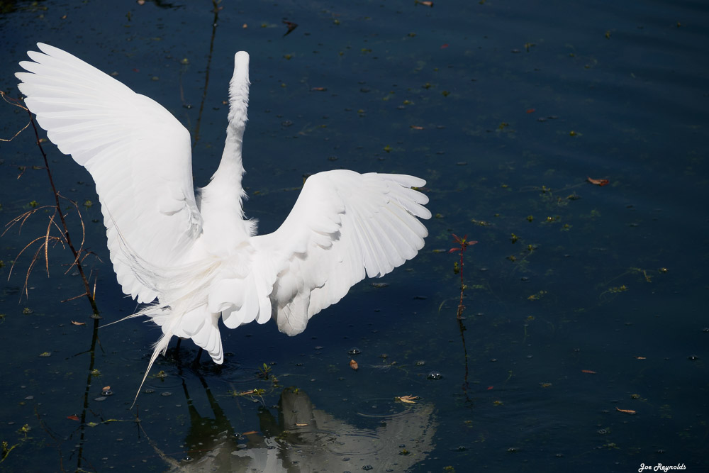 White Egret