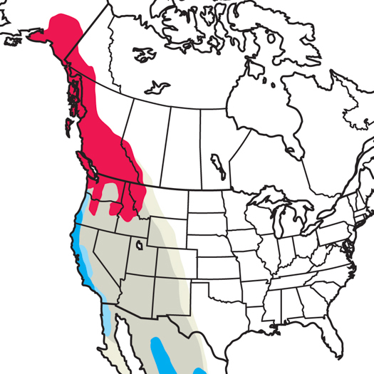 Townsend's Warbler