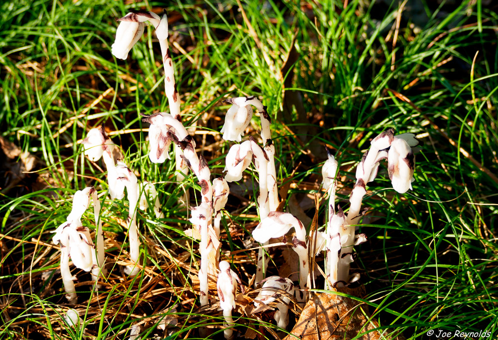 Indian Pipes