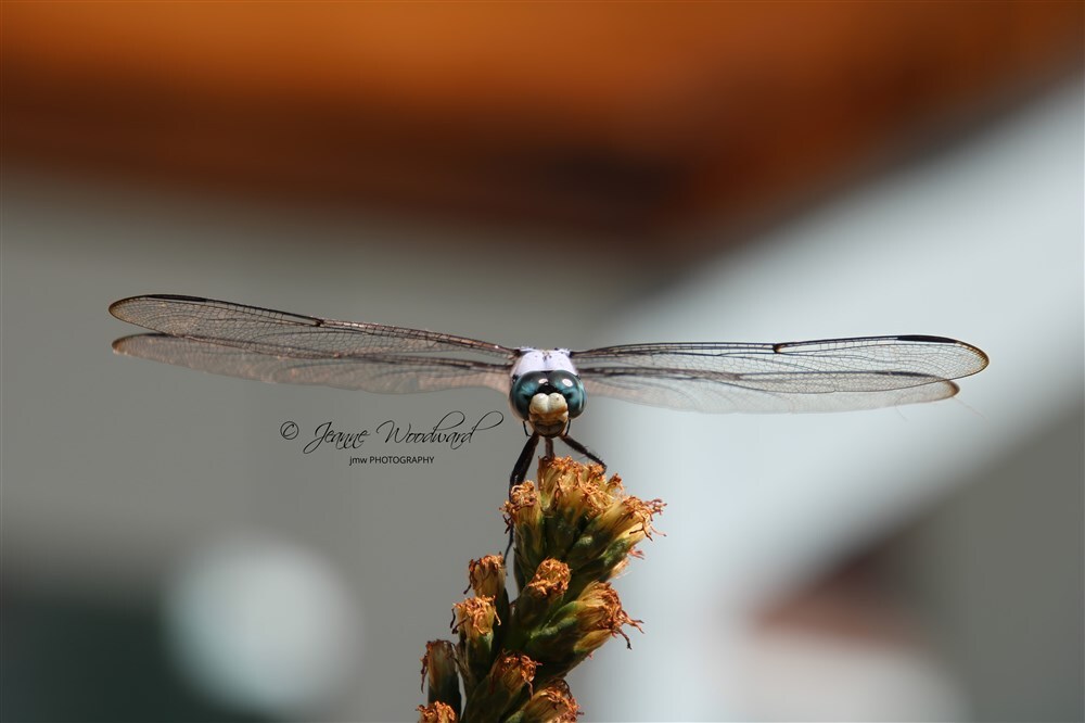 Great Blue Skimmer Dragonfly