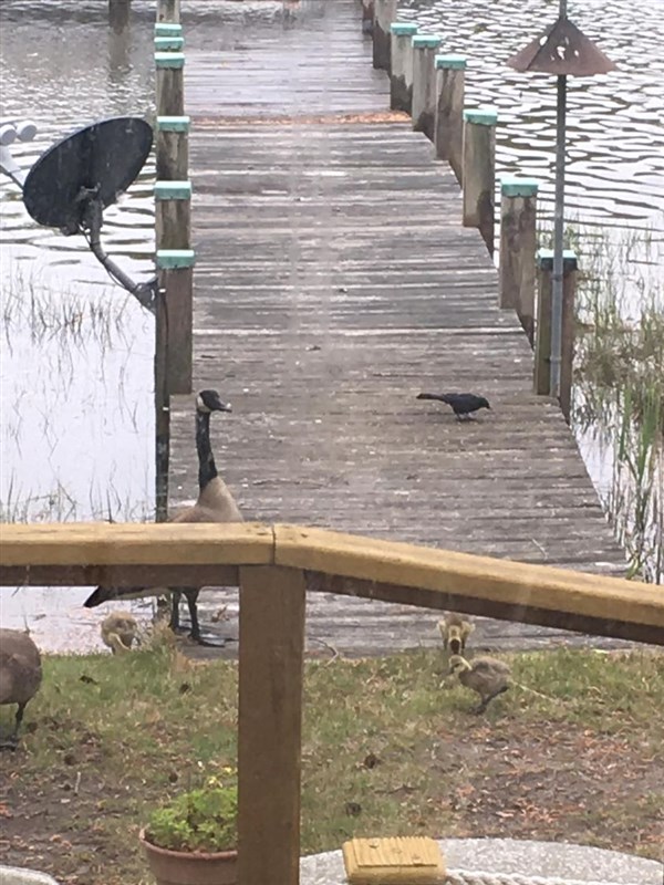 Geese on a pier