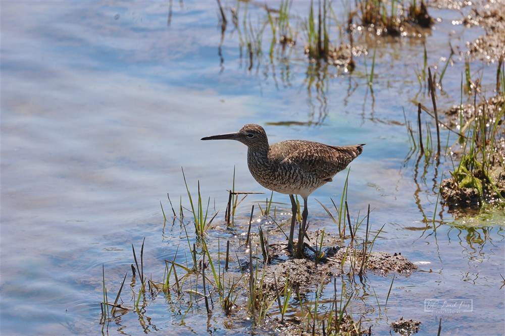 Willet on Assateague Island