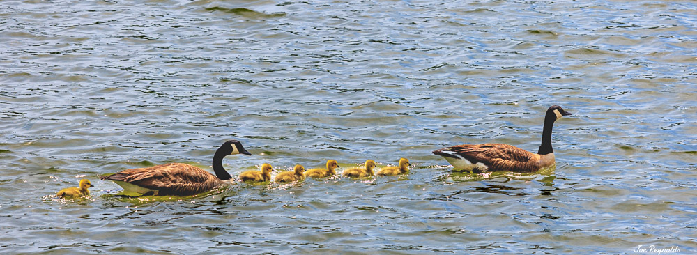 Goose Family