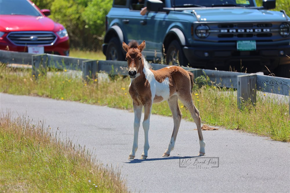 New Filly on Assateague