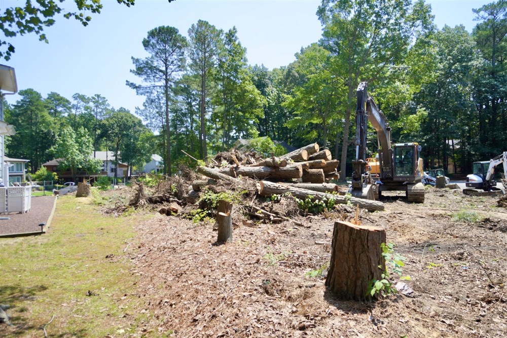 Tree Stumps