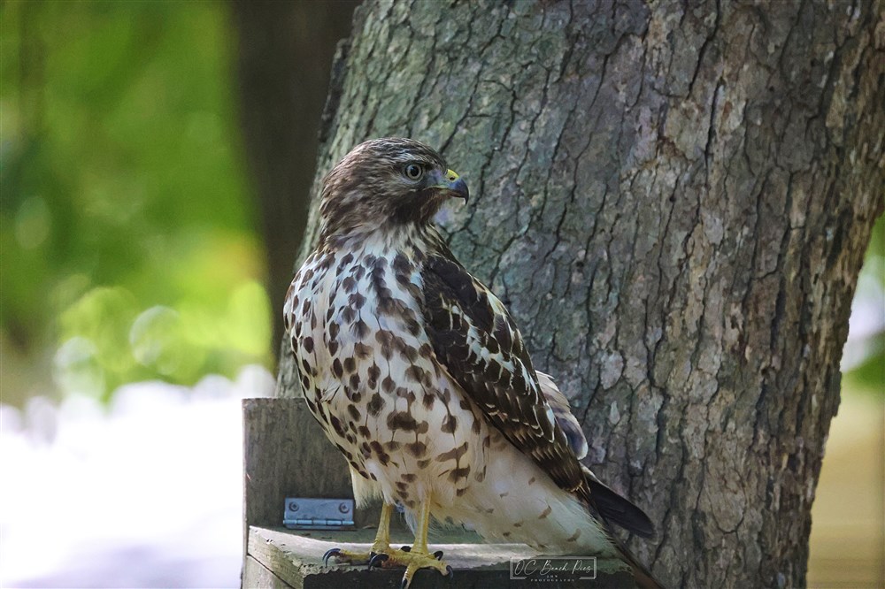 Red Shouldered Hawk