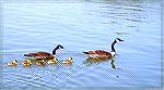 Canada goose family paddles up Manklin Creek in Ocean Pines just off our dock.