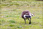 Canada goose exhibits "angel wing," a disease caused by eating food supplied by humans.