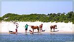 A couple of kayakers attract the attention of an Assateague Pony. Trying to pet or otherwise touch these wild animals is not a good idea.