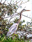 A Great Blue Heron at the edge of South Gate Pond in Ocean Pines, Maryland. 