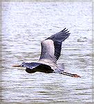 Great Blue Heron in flight at the Ocean Pines South Gate Pond.