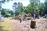 tree stumps on easement shared with neighbors also show cleared lot