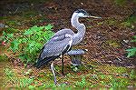 Had a visitor in my back yard last week.  This blue heron was a juvenile from one of the nests across the street from my house.  I just love the nature we all get to see living here in the pines.