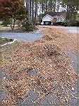 Cleaning up yard waste in Ocean Pines