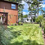 Lawn Maintenance Challenge under the Pines Trees